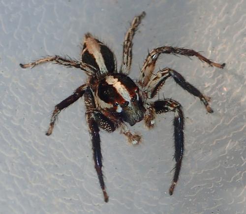 Réf. 235 698 : Plexippus paykulli